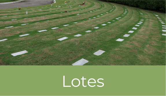 6-LOTES