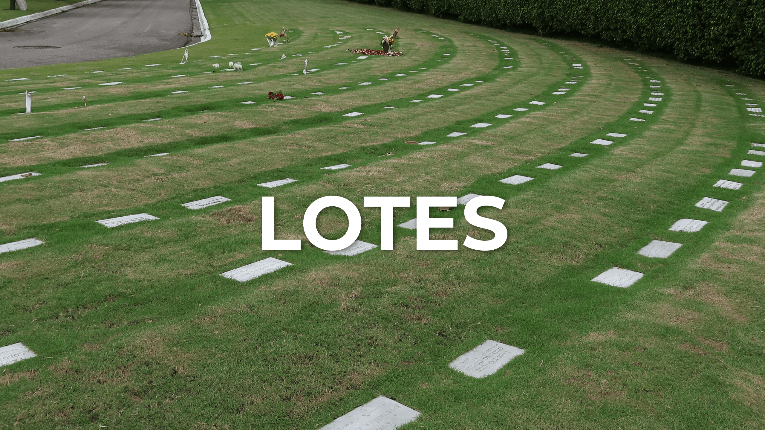 6-LOTES